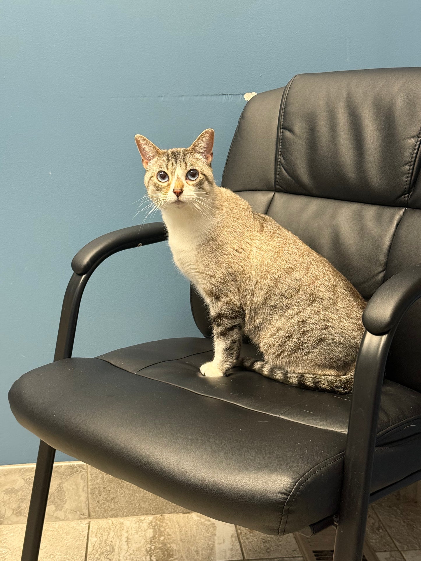 LIMITED! Valentine’s Drop- Be Mochi’s Valentine Bundle!